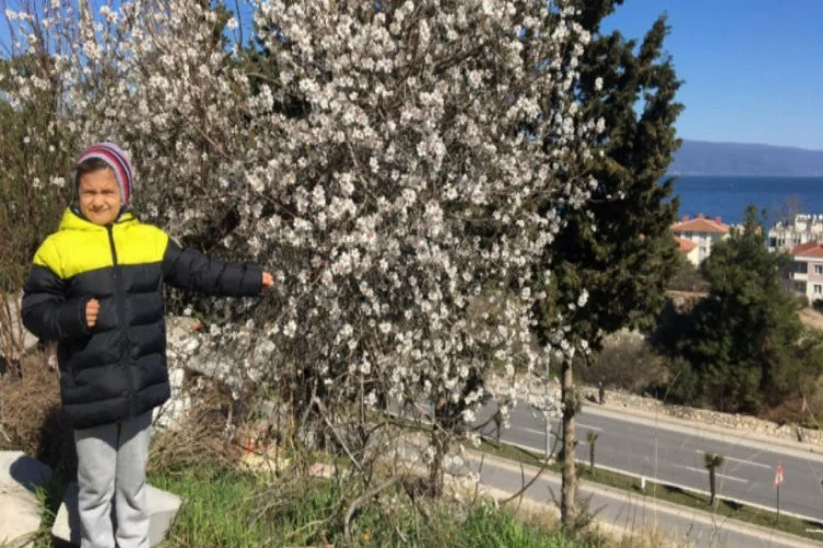 Bursa'da yalancı bahar! Ağaçlar çiçek açtı