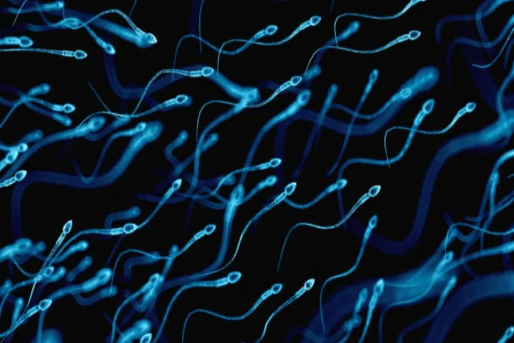 Spermleriniz risk altında