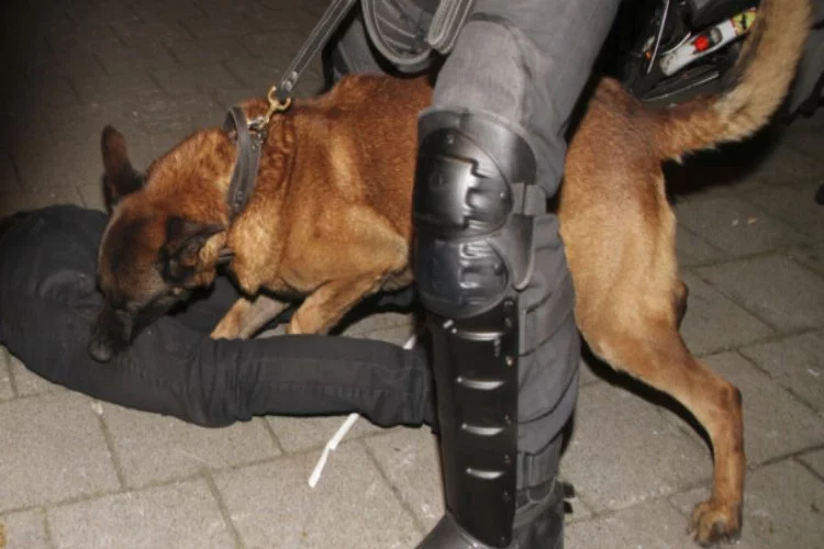 Skandal! Hollanda'da Türklere köpekli saldırı