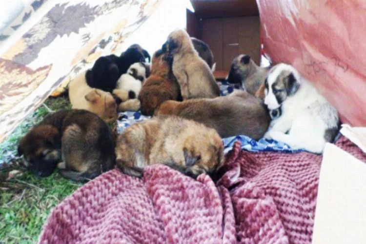 Bursa'da 53 yavru köpeği ölüme terk ettiler
