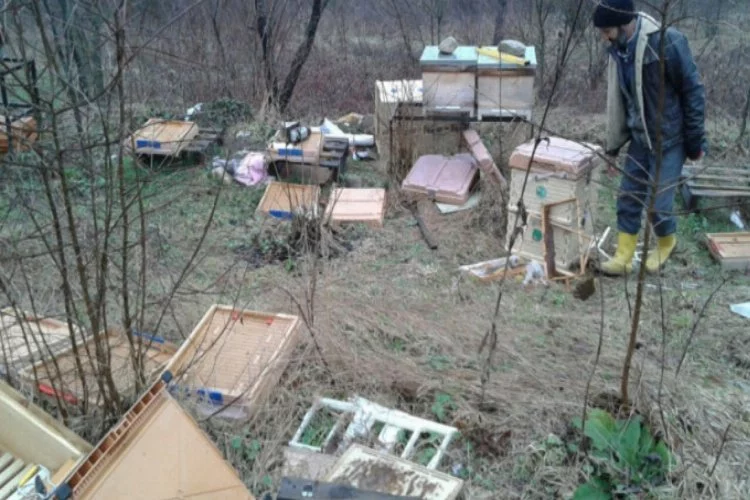 Bursa'da kış uykusundan uyanan ayı, arı kovanlarını parçaladı