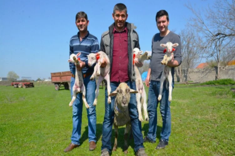 Bursa'da bir koyun dördüz doğurdu!