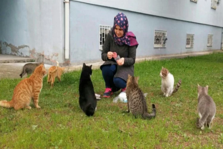Bursa'nın kedileri üniversiteli Songül'e emanet!
