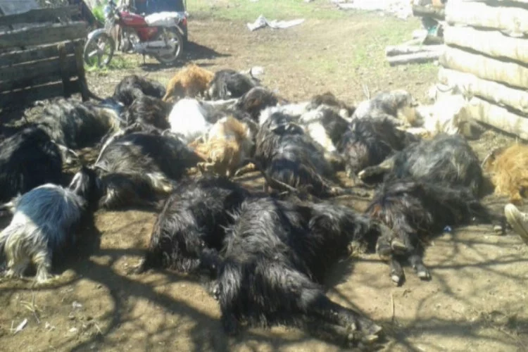 Zehirli ot yiyen 27 keçi telef oldu