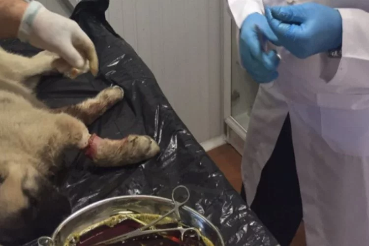 Bursa'da yaralı köpeğe belediye sahip çıktı