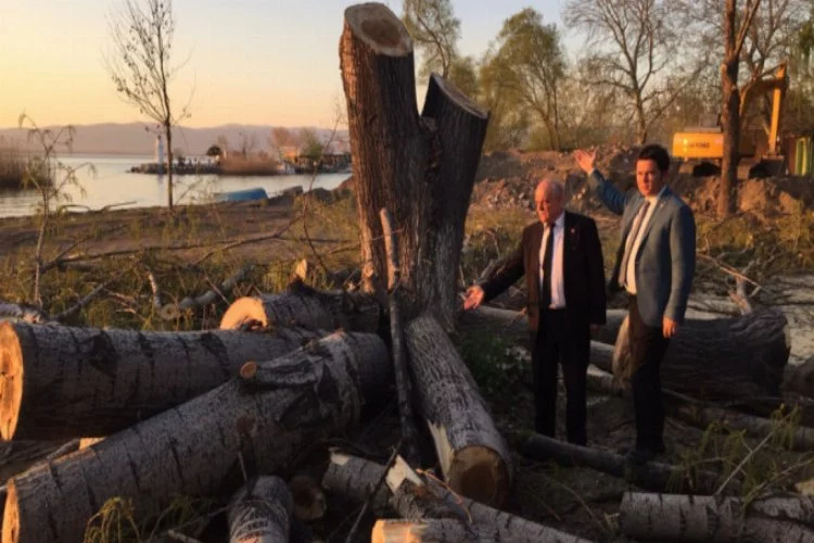 CHP'li Aydın'dan İznik Gölü kıyısında ağaç kesimine tepki
