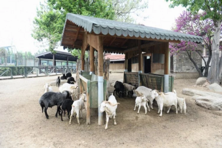 Türk köyündeki nadir koyun ve keçiler bahara hazırlandı