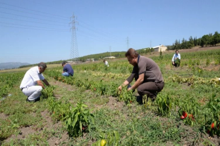 Ziraat Fakültesi'nden meraklısına organik tarım eğitimi