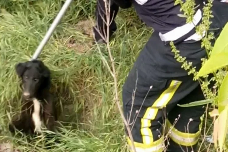 Kanalizasyona düşen köpeği liselilerin dikkati kurtardı
