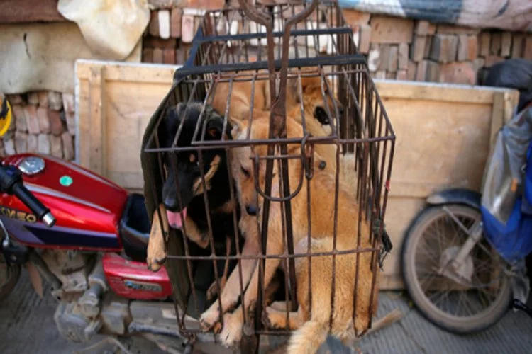 Çin'de "Yulin Köpek Eti Festivali" yasaklandı