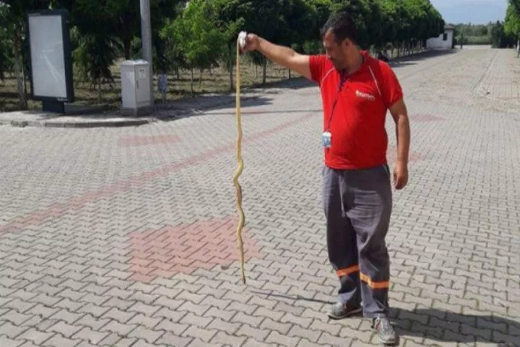 Bursa'da zehirli yılan alarmı!