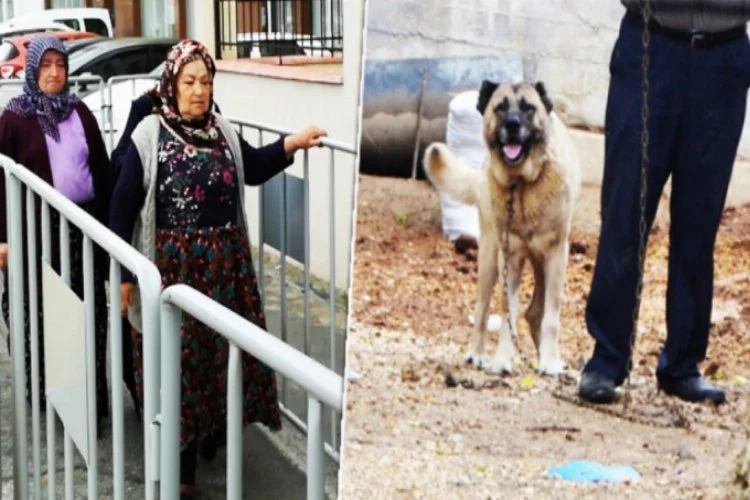 Bursa'da köpek dehşeti! Yaşlı kadını kafasından...