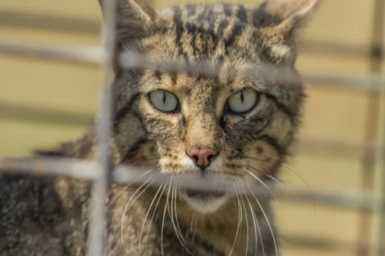 Bursa'da vahşi kedi tuzakla yakaladı