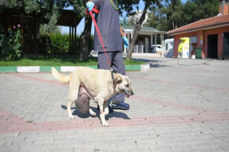 Bursa'da sokak köpeğine tümör ameliyatı