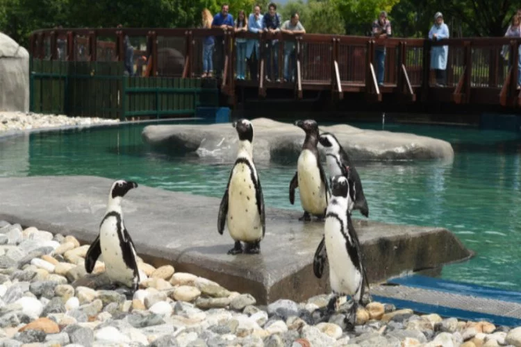 Bursa Hayvanat Bahçesi'nin yeni misafirleri