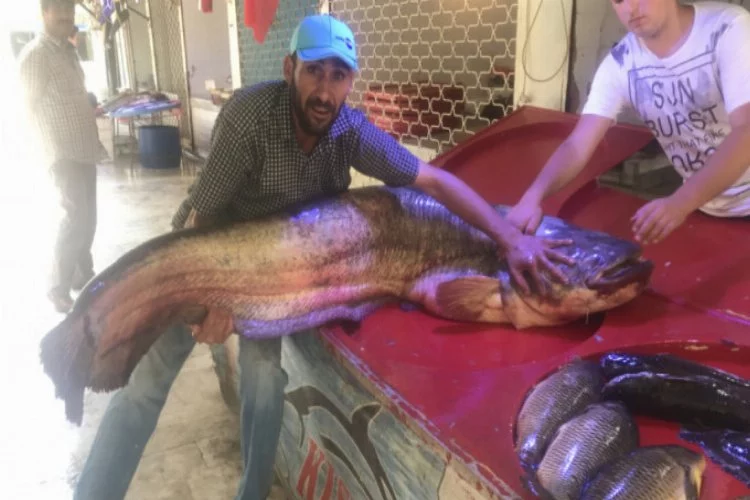 Bursalı balıkçılar 'canavar' yakaladı! Tam 2 metre