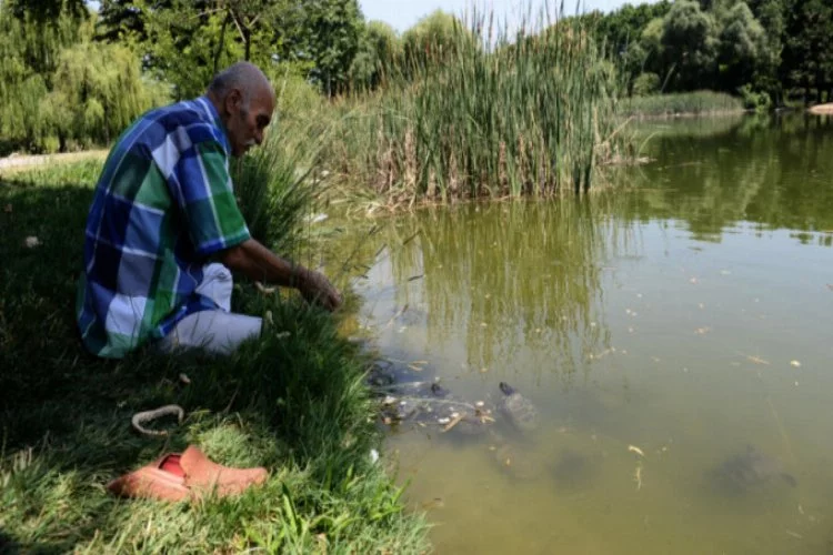 Bursa'da sıcaktan bunalan kaplumbağaları eliyle besliyor