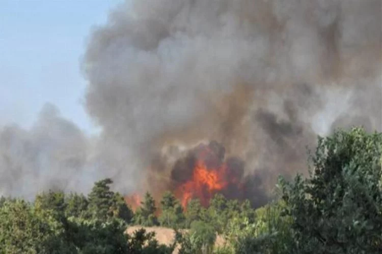 Çanakkale cayır cayır yanıyor... 30 hektar orman kül oldu