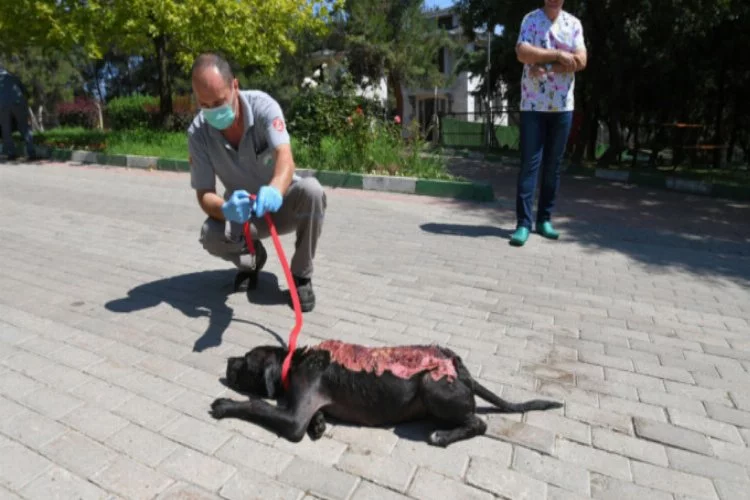 Bunun adı canilik! Bursa'da köpeğin sırtına kaynar su döküp...