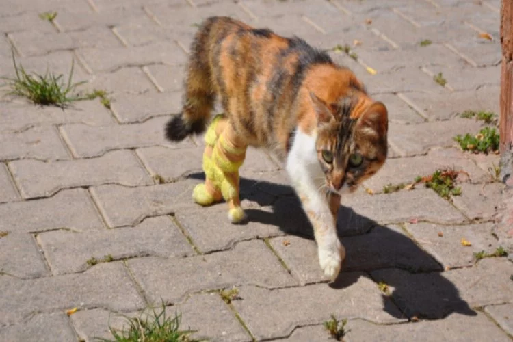 Bursa'da bacakları kopan kedi protezle hayata döndü