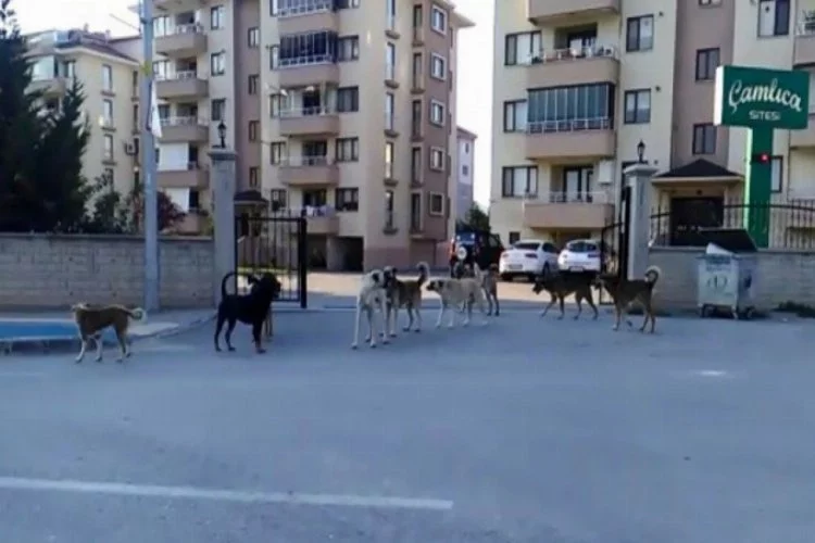 Bursa'da başıboş köpek istilası!