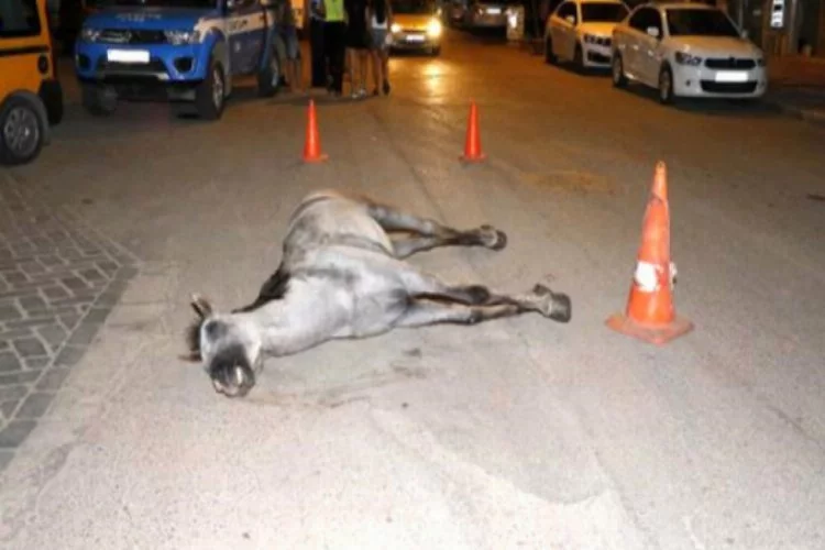 Ölen atı cadde ortasında bırakıp kaçtı! O faytoncuya komik ceza