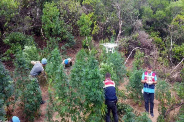 Bursa'da ormanı uyuşturucu tarlasına çevirmişler