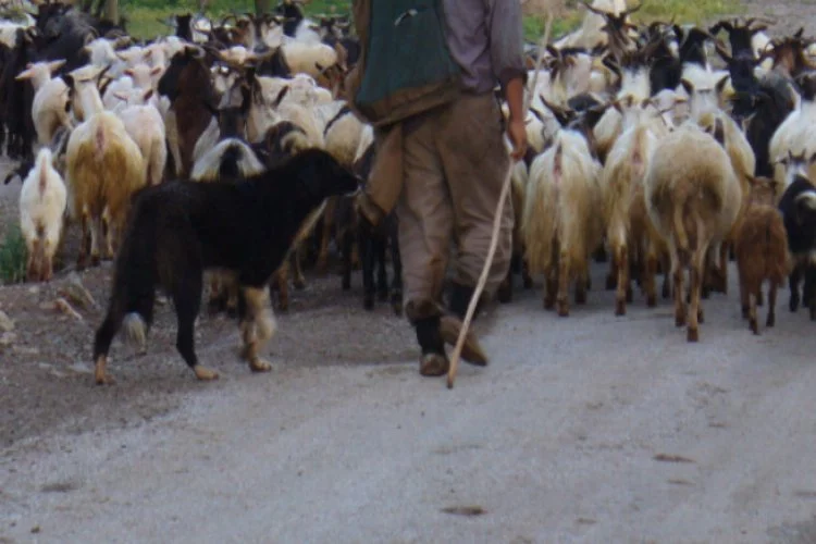 Bursa'da çoban koyunlarının başında ölü bulundu