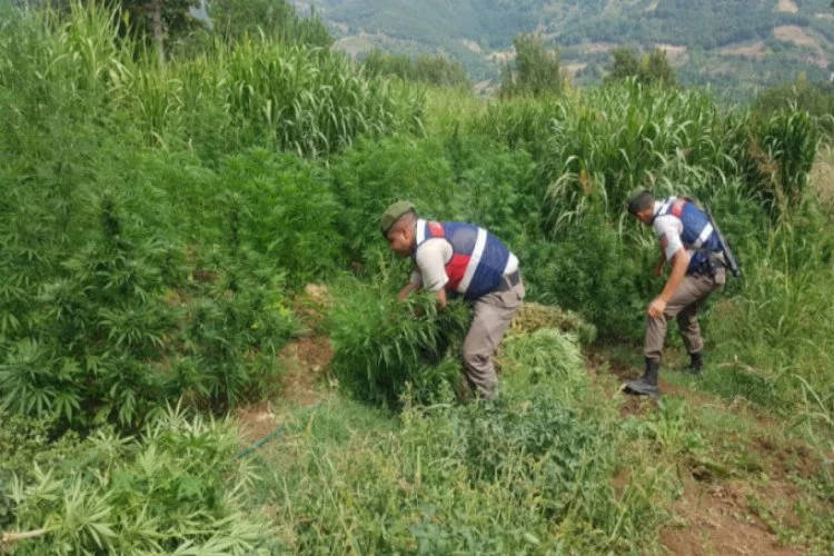 Bursa'da çiftlikte uyuşturucu operasyonu