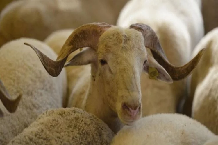 Bursa'da kurbanlık koyunları çaldılar