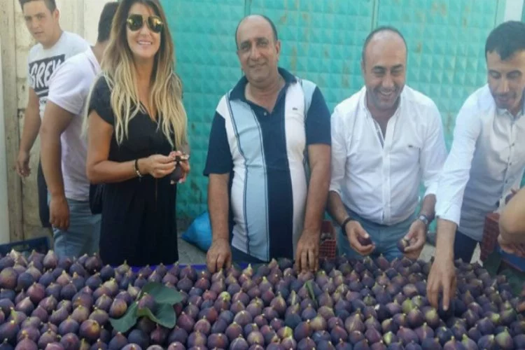 Bursa'da en güzel incirler görücüye çıktı