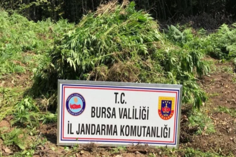 Bursa'da milyon liralık uyuşturucu operasyonu