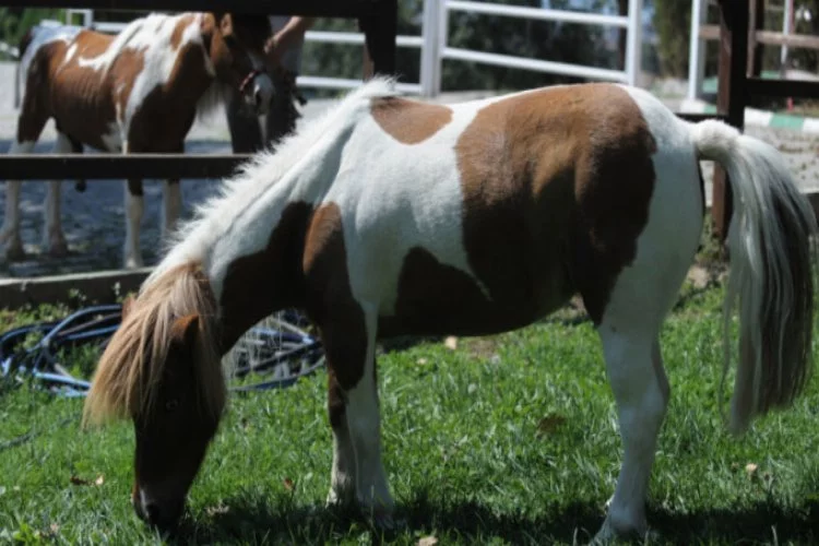Bursa'da barınakta yaşayan Pony, ilgi odağı oldu