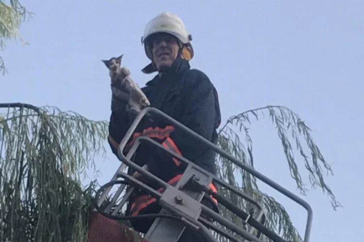 Ağaçta mahsur kalan yavru kediyi itfaiye kurtardı