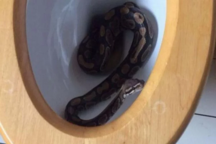 Evin tuvaletinden yılan çıktı