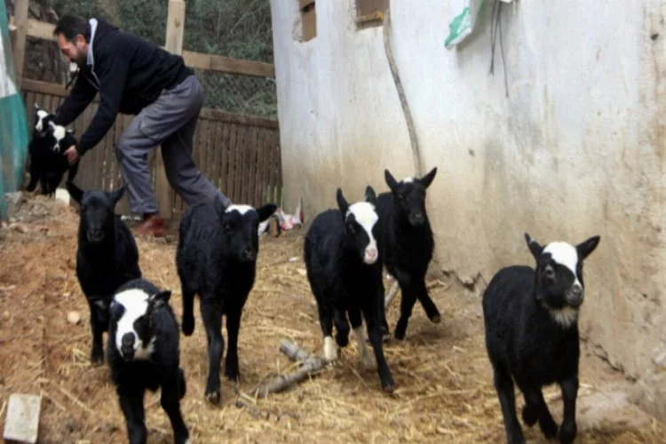 Bursa'da kuzulara, ineklere de e reçete geliyor