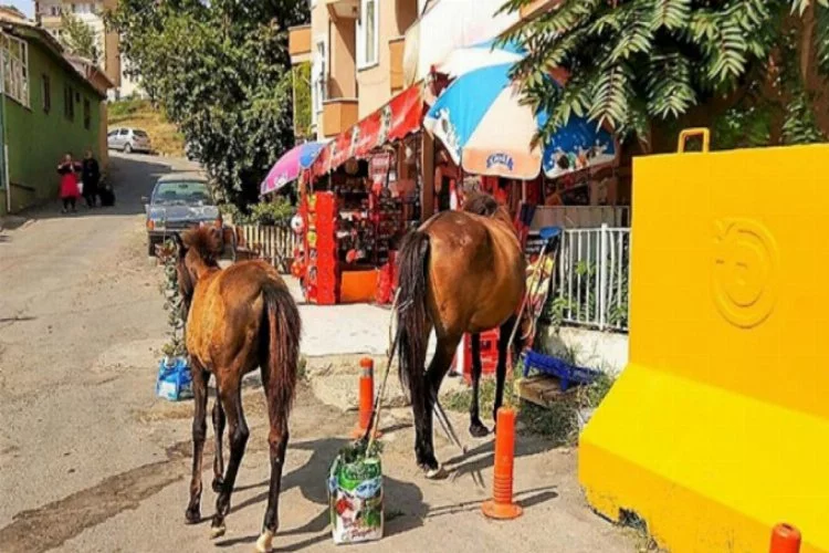 Aç kalan atlar şehri altüst etti