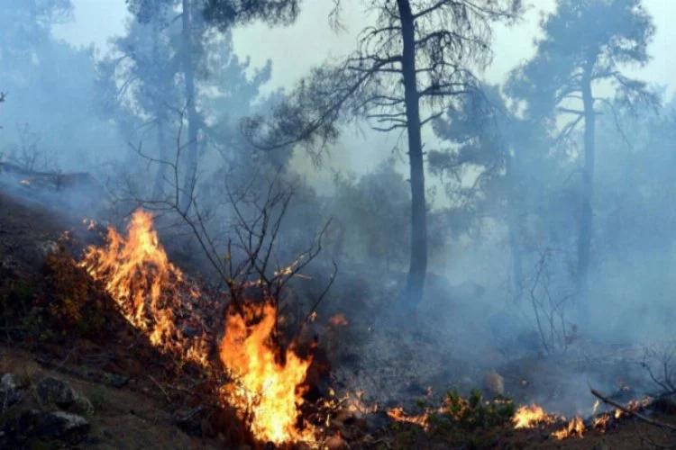 Bursa'da orman yangını... Cam devi büyük tehlike atlattı
