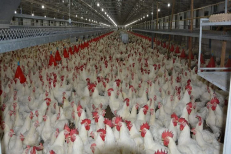 Bursa'da gezen tavuk uyarısı