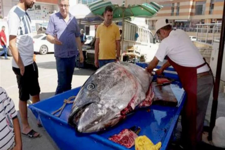 137 kilo ağırlığında balık yakaladı