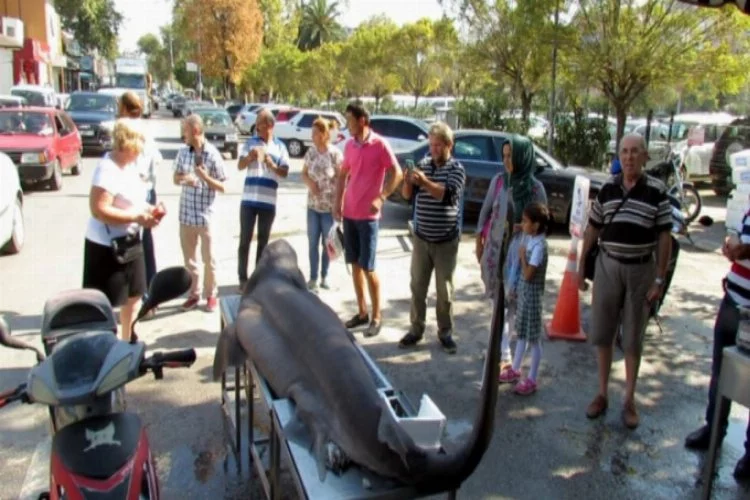 Bursa'da Alzheimer hastalarına köpek balığı umudu