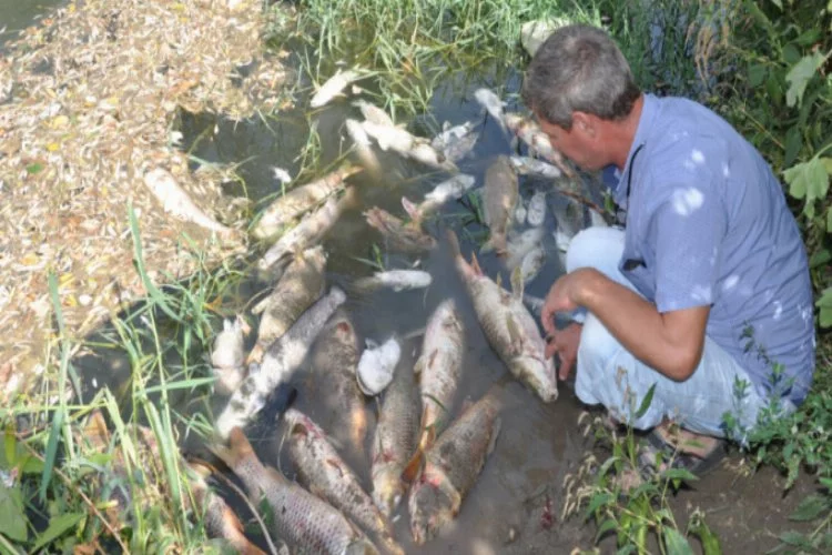 Bursa'da balık katliamı