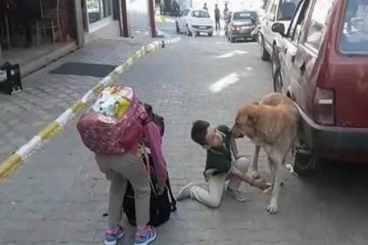 Yaralı köpeğe çocuk şefkati