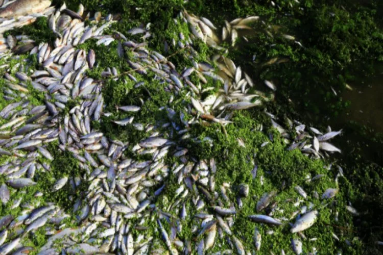 Bursa'da toplu balık ölümleri tedirgin ediyor