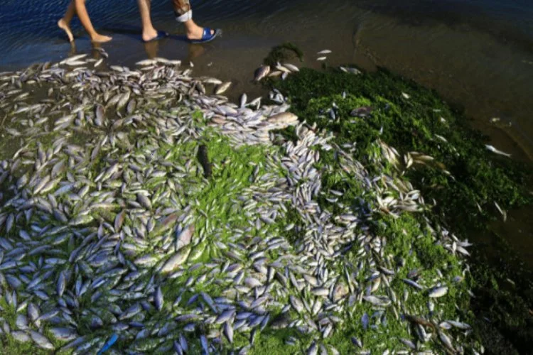 Bursa'da toplu balık ölümlerinin sebebi belli oldu