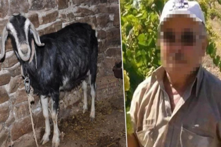 İğrenç haber! 66'lık sapık keçiye tecavüz ederken basıldı