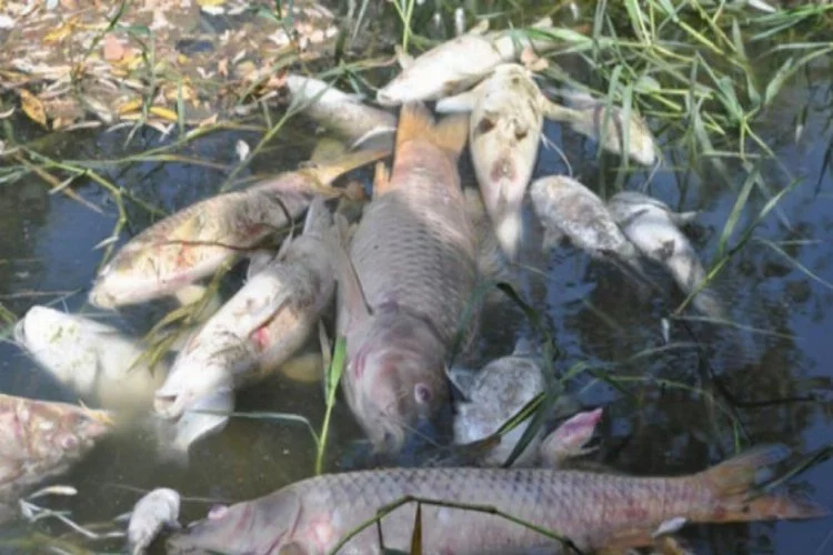Bursa'daki balık ölümleri Meclis'e taşınıyor