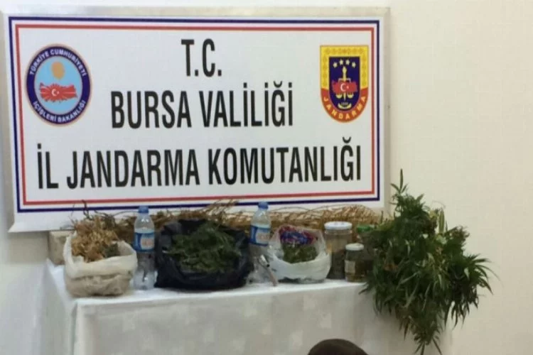 Bursa'da uyuşturucu operasyonu... Bahçesine ekmiş...