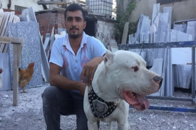 Bursa'da köpeğe yemek verip çaldılar
