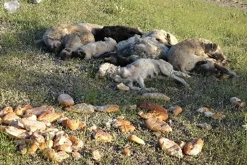 20'den fazla köpek ölü olarak bulundu